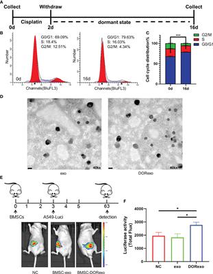 Exosomes from cisplatin-induced dormant cancer cells facilitate the formation of premetastatic niche in bone marrow through activating glycolysis of BMSCs